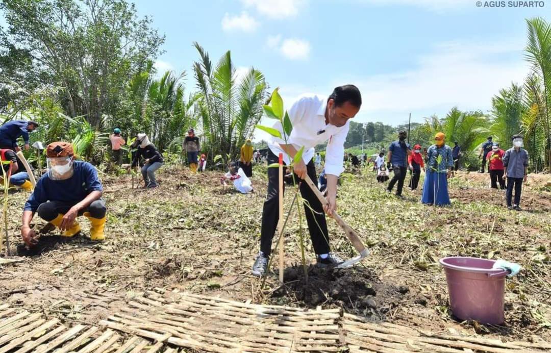 Presiden RI Tanam Mangrove Bersama Masyarakat Cilacap