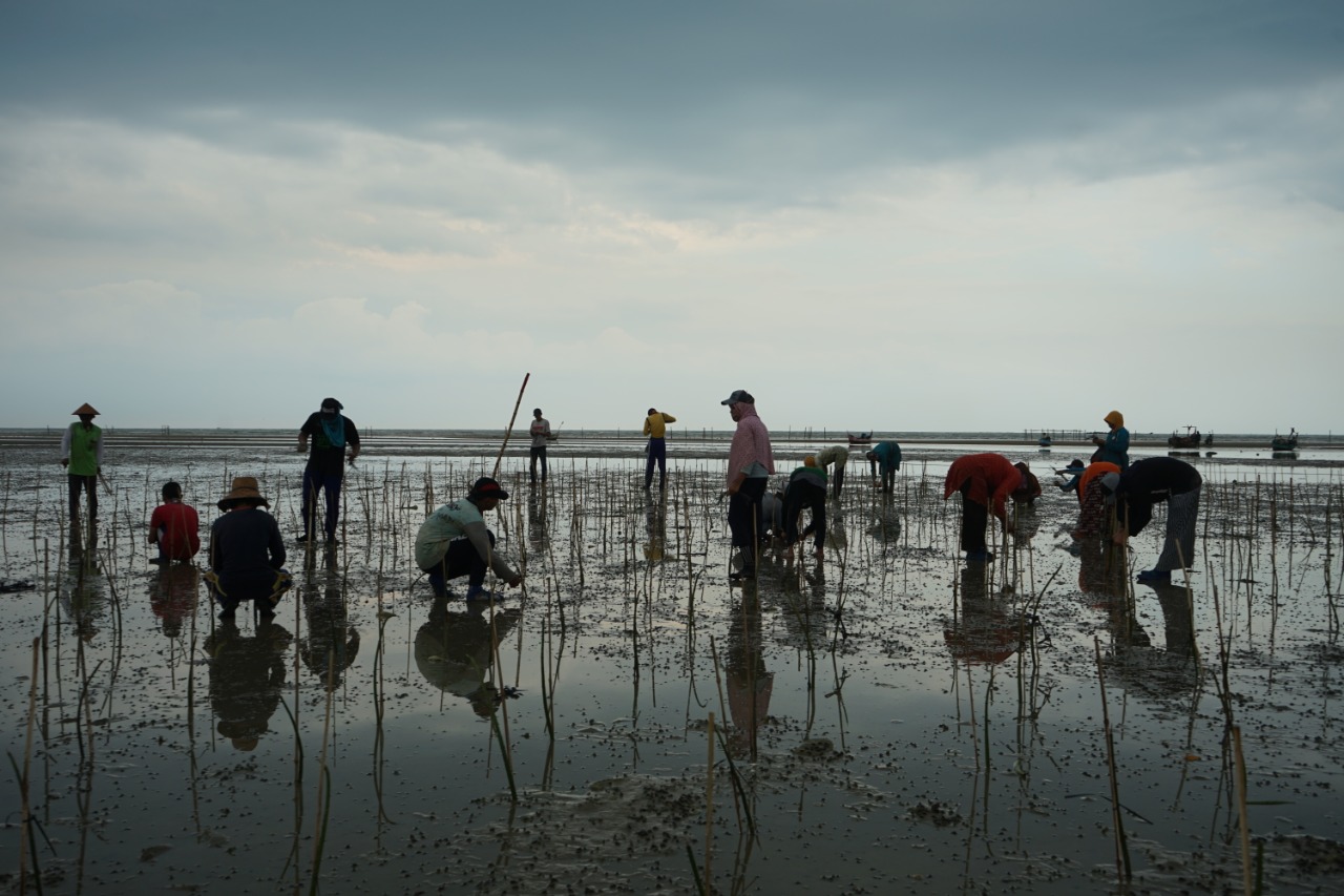 Penanaman Mangrove dalam Rangka Padat Karya