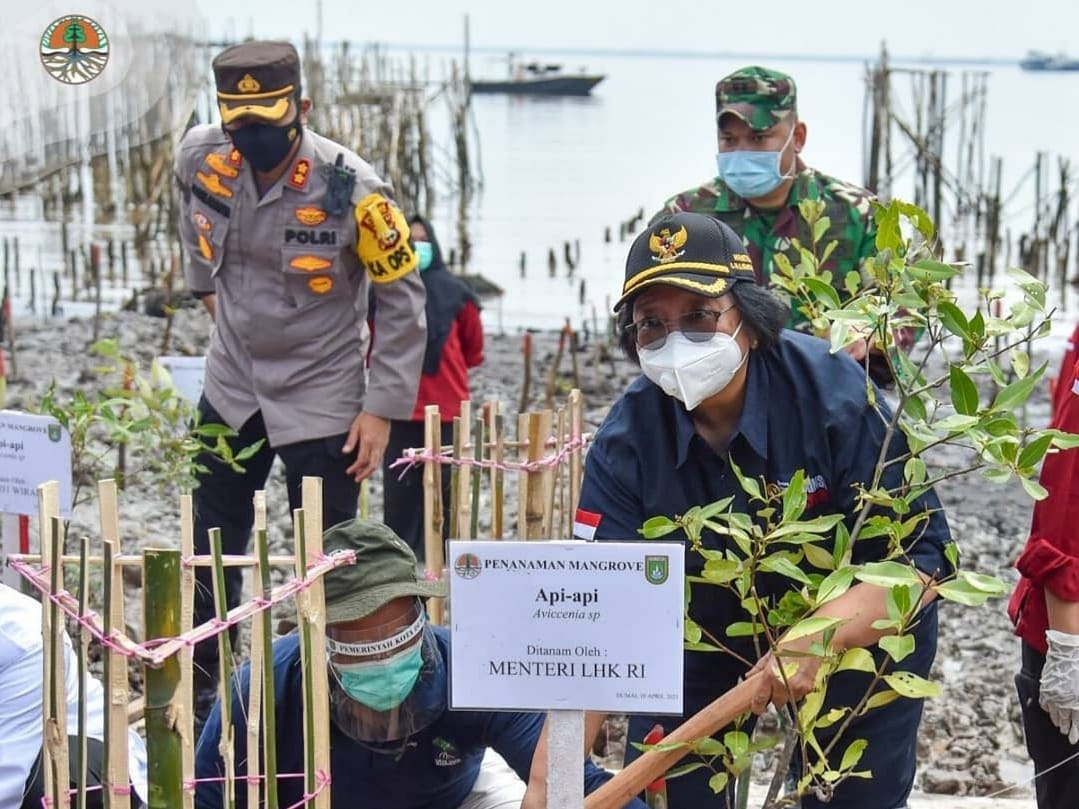 Menteri LHK Tanam Mangrove di Dumai, Kegiatan PEN Mangrove 2021