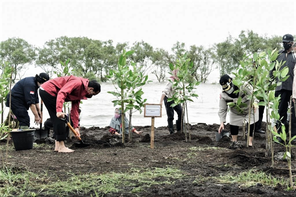 Penanaman Mangrove di Pulau Terdepan Bengkalis oleh Presiden RI 